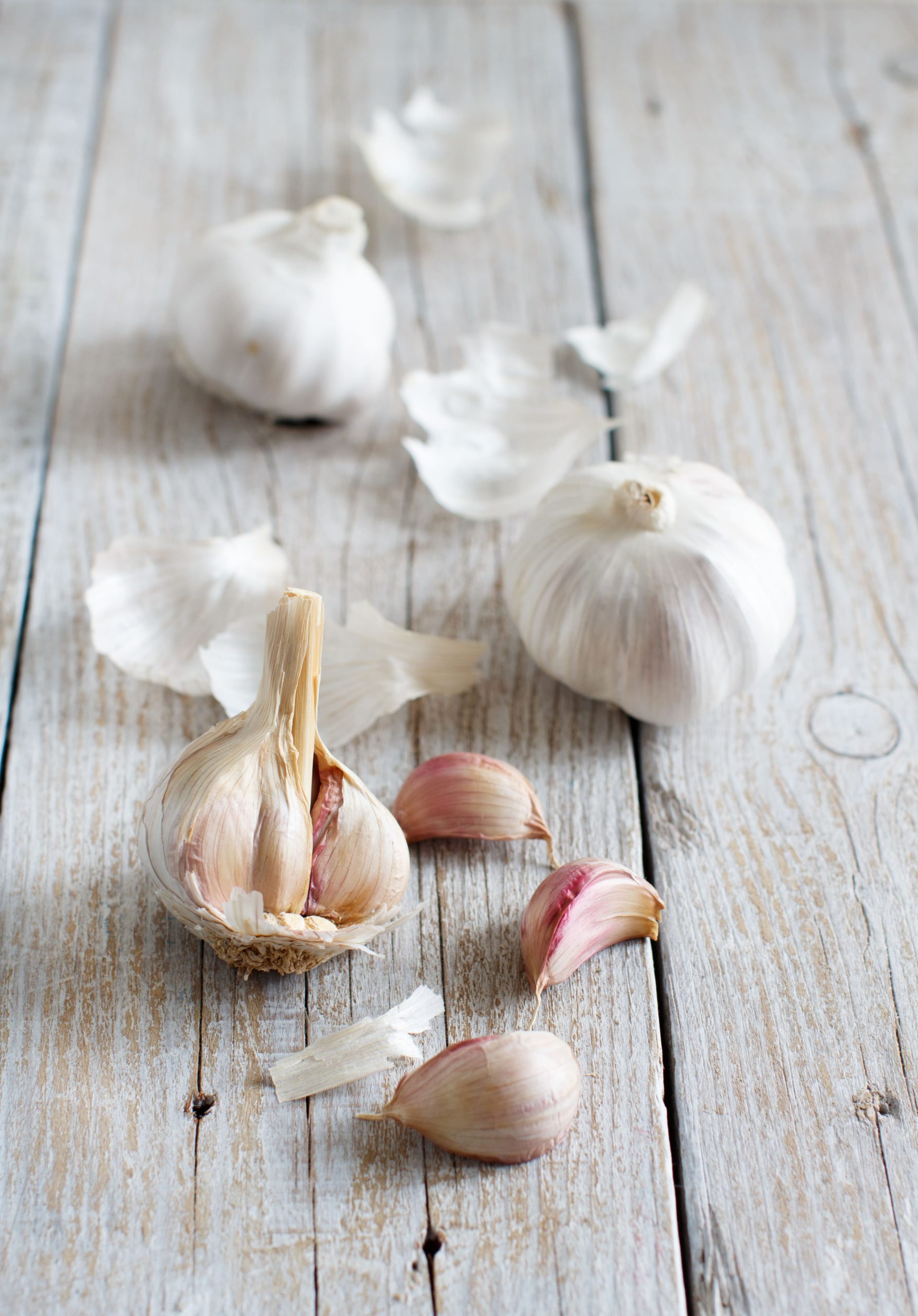 meet the heb garlic 4
